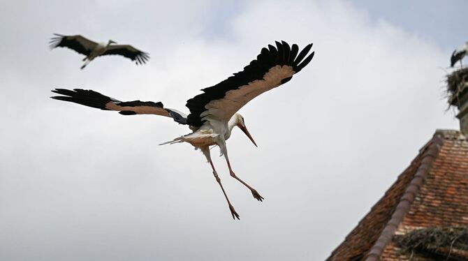 Jungstörche sammeln sich zum Flug in Süden