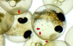 Fisch-Embryonen