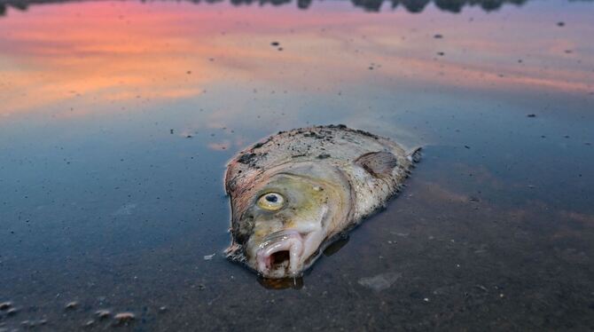 Umweltkatastrophe am Fluss Oder