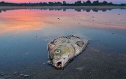 Umweltkatastrophe am Fluss Oder
