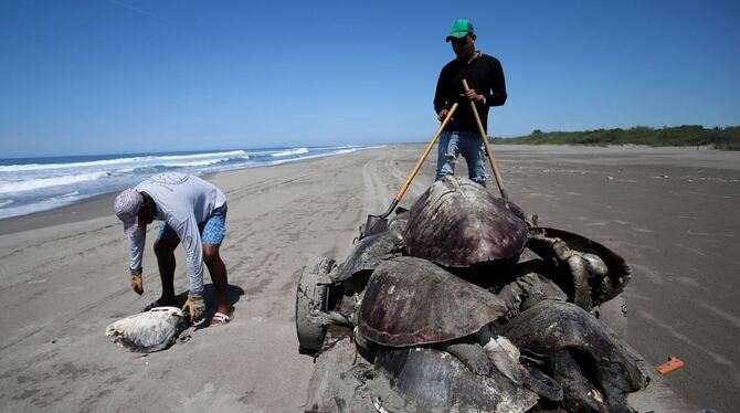 Tote Meeresschildkröten