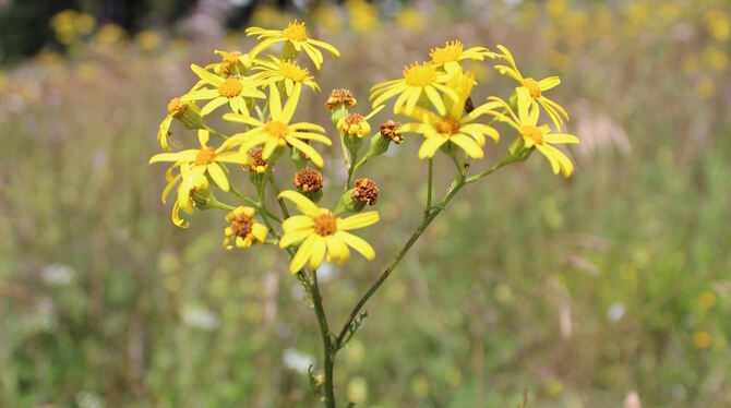 Jakobskreuzkraut. FOTO: LANDKREIS
