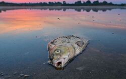 Fischsterben in der Oder