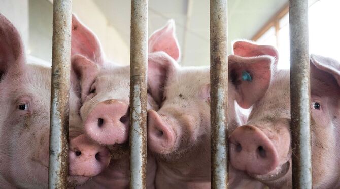 Schweinehaltung Schweinehaltung