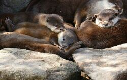 Junge Otter im Zoo