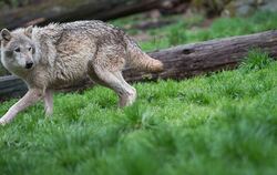 Ein Wolf geht in einem Wildpark durch sein Gehege