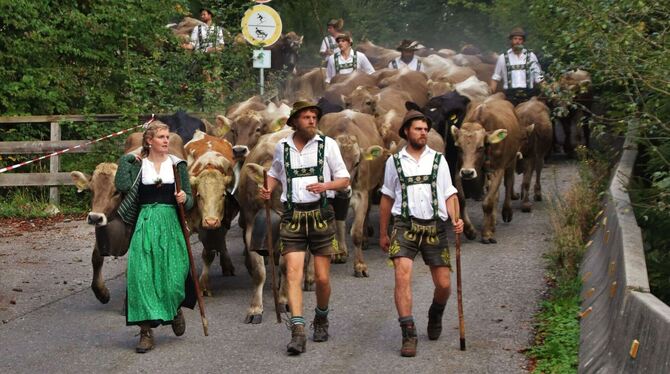 Viehscheid Viehscheid