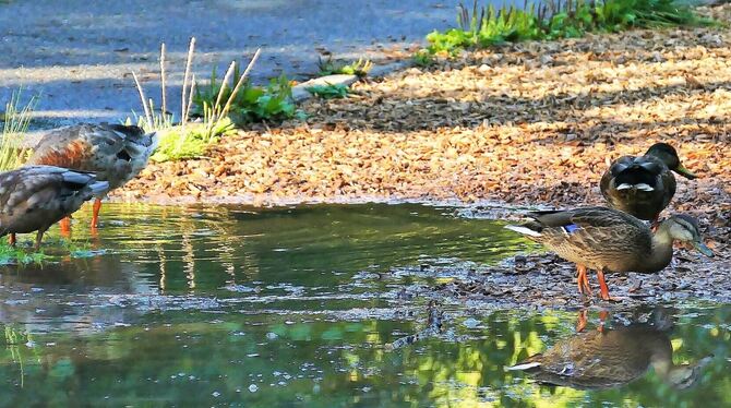 Kein Platz für Jogger: Enten tummeln sich auf den Wanderwegen an den Markwasenseen. FOTO: CZAPALLA