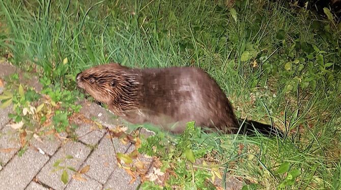 Weitere Biber-Sichtung im Innenstadtgebiet: Am Echazufer ist er zumindest kurzzeitig heimisch. FOTO: STADT