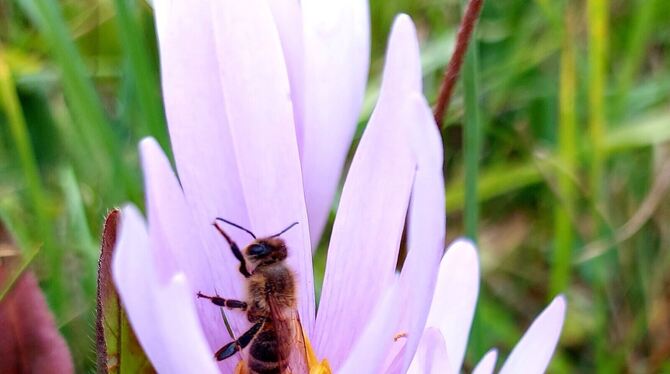 Die Blüten sehen aus wie Krokusse, die Blätter ähneln denen des Bärlauch, weswegen es immer wieder zu Verwechslungen kommt. Inse