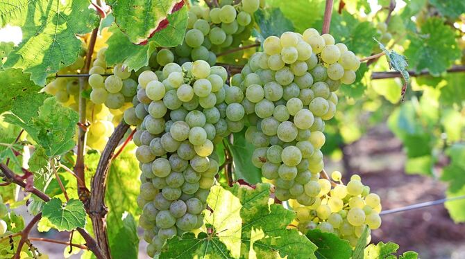 Historische Rebsorten