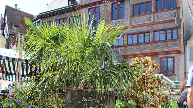Typisch für den umbrisch-provenzalischen Markt in der Tübinger Altstadt sind neben kulinarischen Genüssen mediterrane Pflanzen.