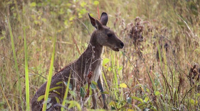 Känguru-Attacke Känguru-Attacke