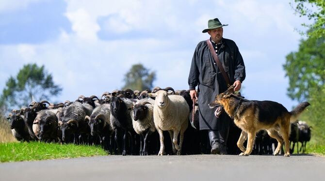 Deutsche Meisterschaft im Schafhüten