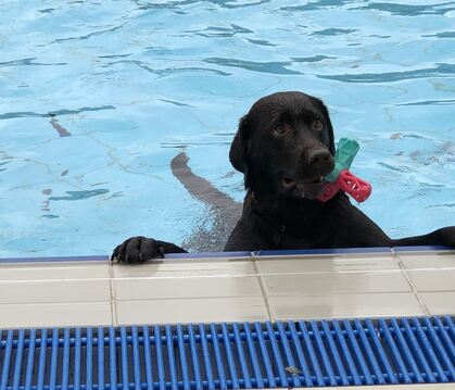 Coole Hunde im kühlen Wasser gab's zum absoluten Saisonabschluss im Reutlinger Freibad.