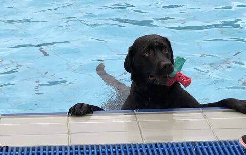Coole Hunde im kühlen Wasser gab's zum absoluten Saisonabschluss im Reutlinger Freibad.