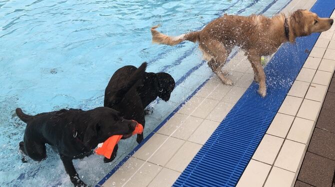Voll in ihrem Element: jede Menge Hunde waren gestern die definitiv letzten Badegäste der Saison im Reutlinger Freibad.  FOTO: R