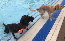 Voll in ihrem Element: jede Menge Hunde waren gestern die definitiv letzten Badegäste der Saison im Reutlinger Freibad.  FOTO: R