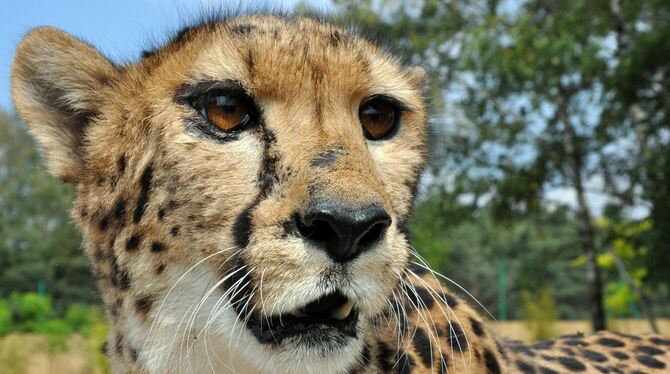 Indien siedelt Geparden wieder an