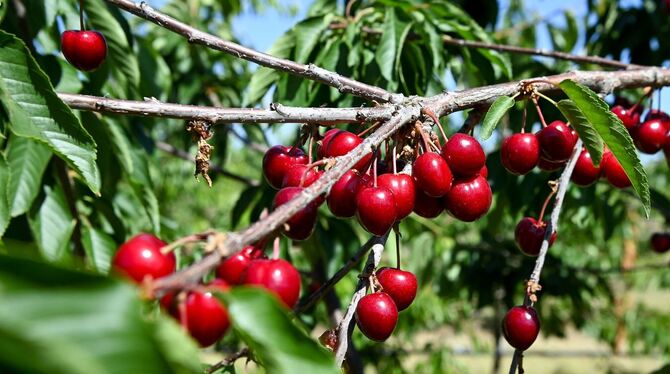 Kirschernte