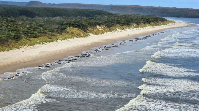 Tote Wale in Australien