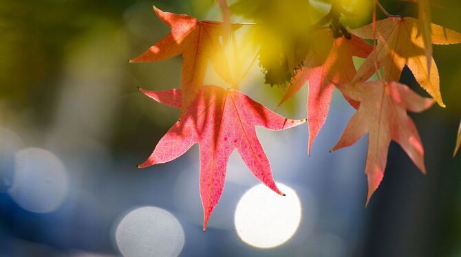 Vor dem kalendarischen Herbstanfang Vor dem kalendarischen Herbstanfang