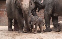 Nachwuchs im Leipziger Zoo: Elefantenjunges geboren