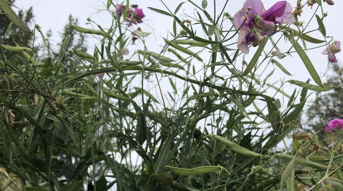 Platterbse invasive Arten Reutlingen Die breitblättrige Platterbse blüht zwar recht nett, macht sich aber auch in Reutlingen und der Region immer mehr breit.