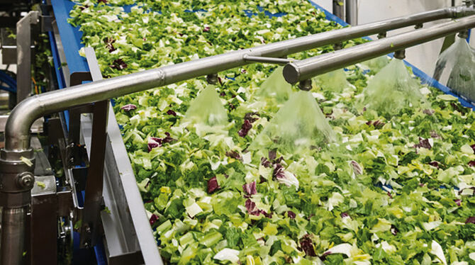 Salat-Produktionsstätte von Bonduelle Deutschland.