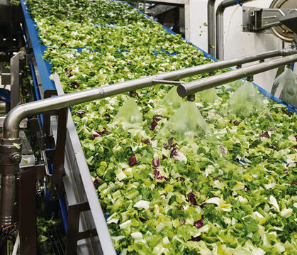 Salat-Produktionsstätte von Bonduelle Deutschland.  
