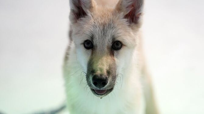 Geklonter Polarwolf in China vorgestellt