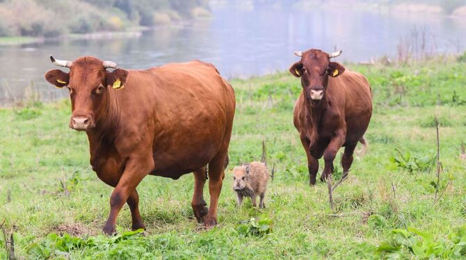 Wildschwein schließt sich Kuhherde an