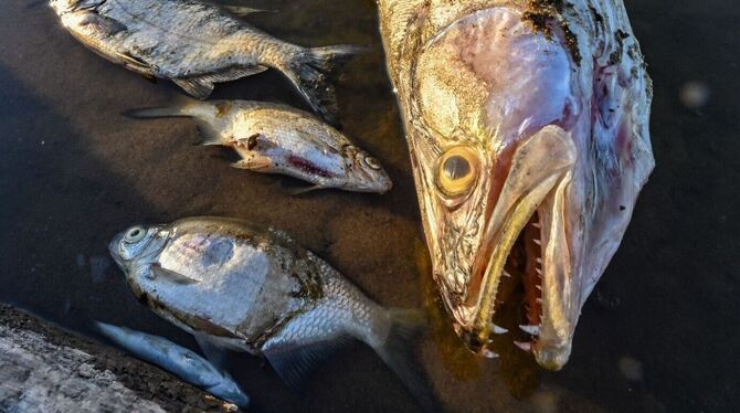 Fischsterben Fischsterben