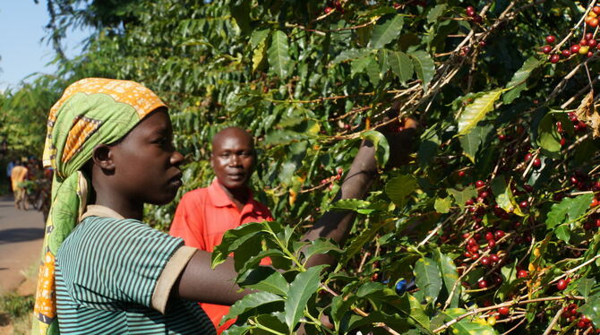Kaffee-Ernte in einer Kooperative in Burundi: Die beteiligten Bauern produzieren bis zu 360 Tonnen Rohkaffee im Jahr.  FOTO: WEL