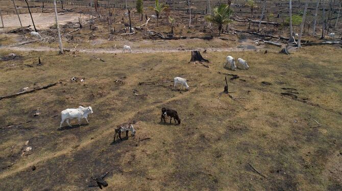 Abholzung in Brasilien