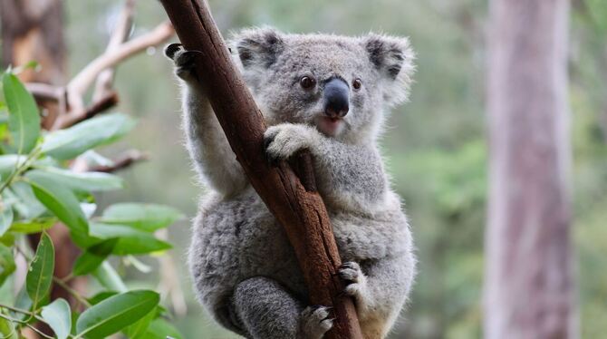 Koala