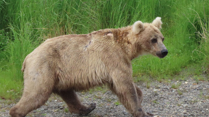 Wettbewerb, Alaska, Fat Bear, dicke Bären Noch ganz schlank geht die Braunbärin Holly am 28. Juni 2022 durch den Katmai-Nationalpark in Alaska (oben); am 10. September 20