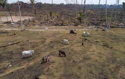 Abholzung in Brasilien