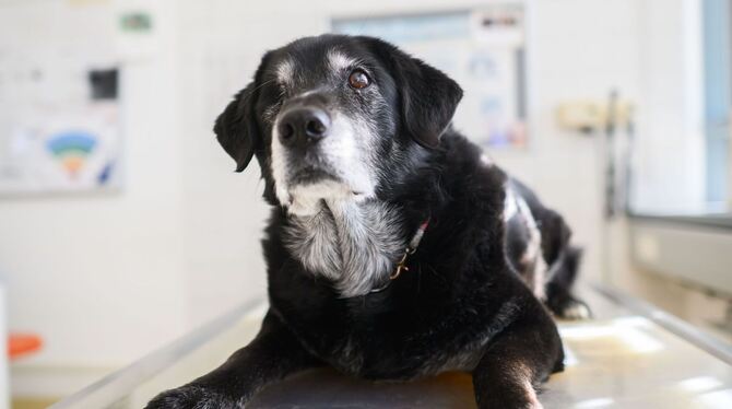 Sprechstunde für demente Hunde