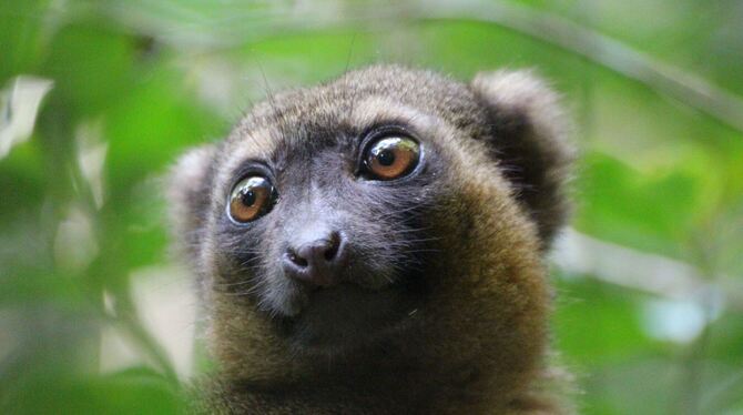 Goldener Bambuslemur