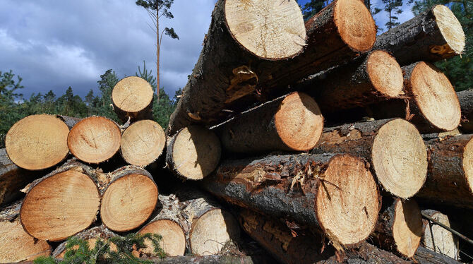 Holzdiebstähle nehmen zu – auch in der Region. FOTO: DPA/SCHUTT