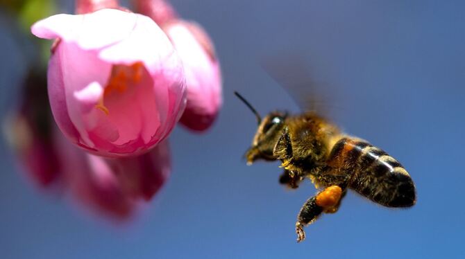 Eine Biene bei der Arbeit Eine Biene bei der Arbeit
