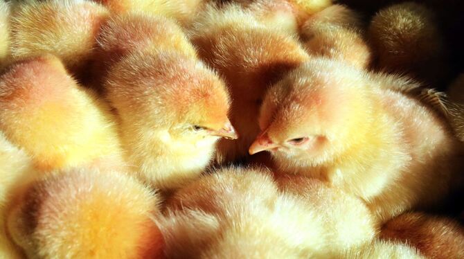 Männliche Küken Männliche Küken