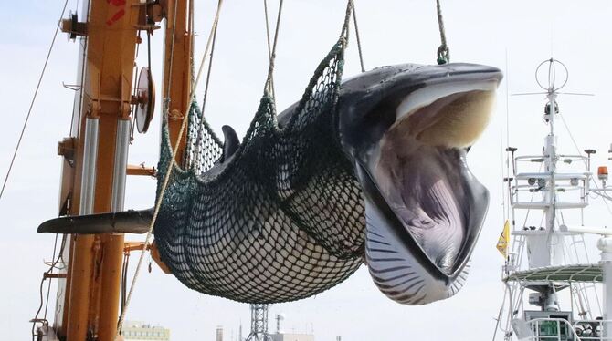 Kommerzieller Walfang in Japan