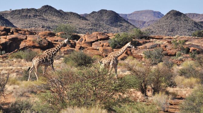 Giraffen im Nationalpark