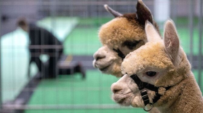 Vorbereitungen Alpaka-Show