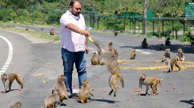 Indisches Affenproblem