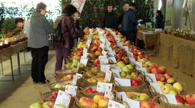 220 Apfelsorten gab es am Samstag in der Baumschule Rall zu bestaunen. FOTO: BÖHM