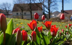 Für die auswärtigen Besucher der Tulpenblüte fordern die Gönninger eine öffentliche Toilette.  FOTO: LEISTER