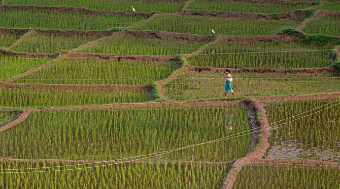 Reisanbau in Indien
